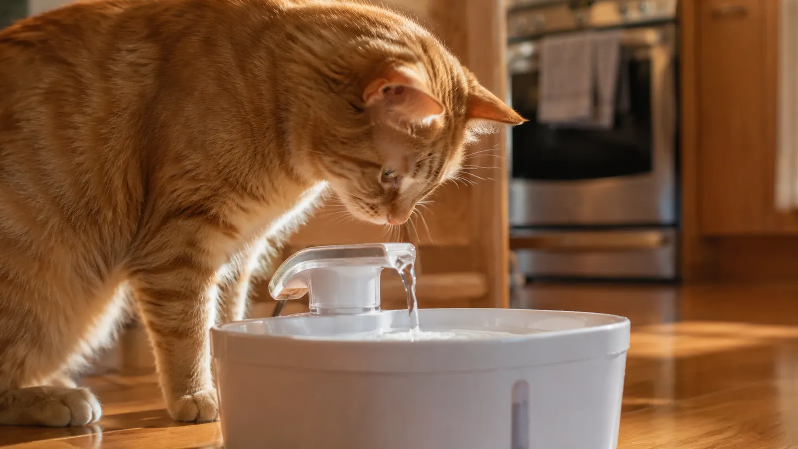 Orange tabby cat drinking from a gently circulating water fountain on a kitchen counter