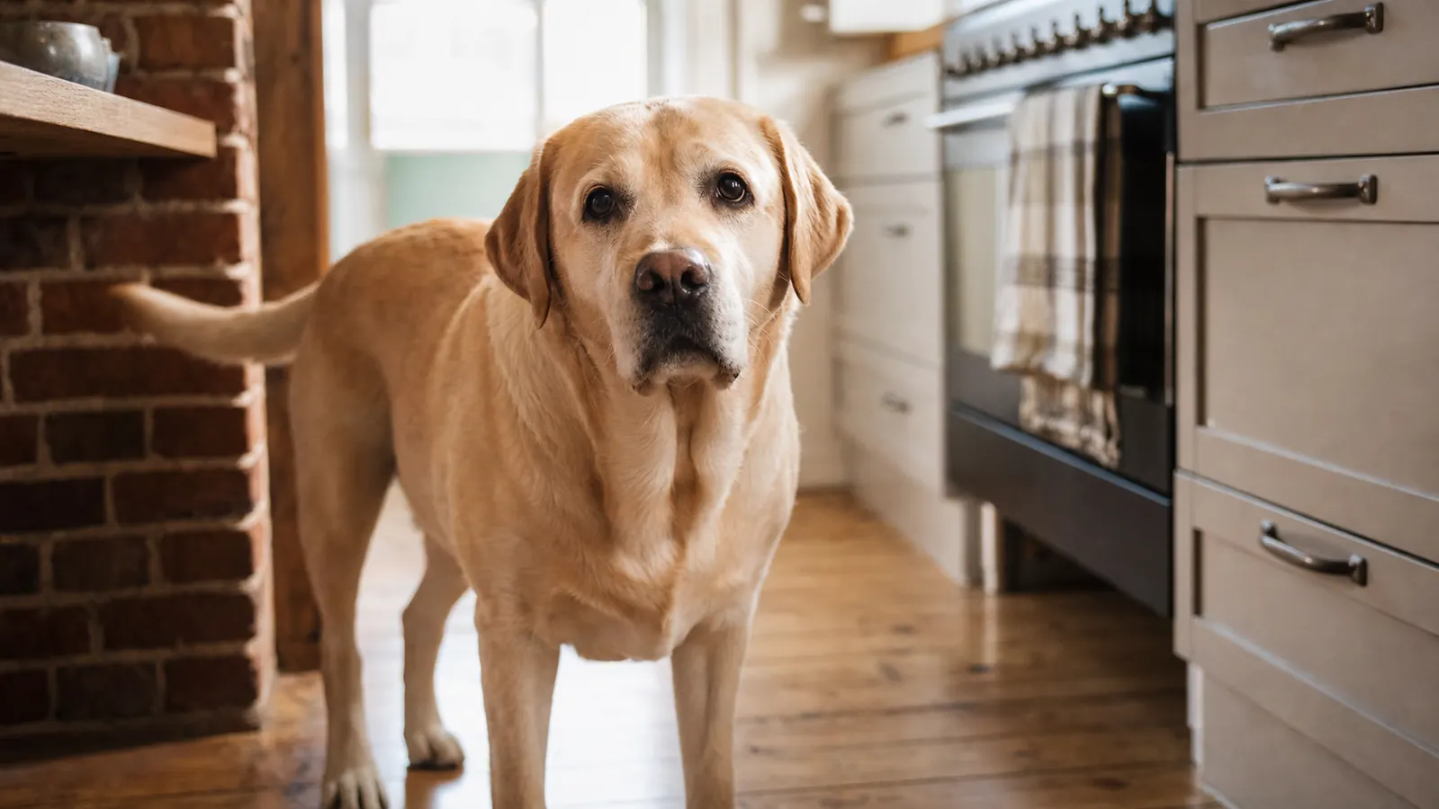 Yellow Labrador standing in a kitchen looking up at a food bowl on the floor