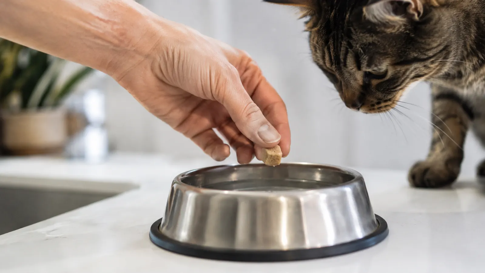A pet owner adding a small piece of canned tuna to a cat's water dish as a flavor incentive