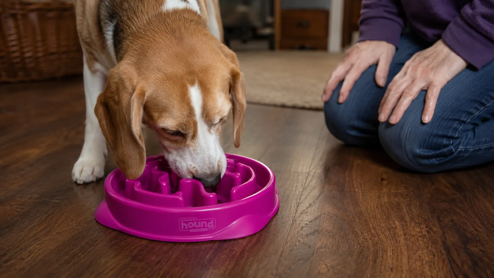 Dog sniffing and working kibble out of the ridges of a colorful maze slow feeder bowl